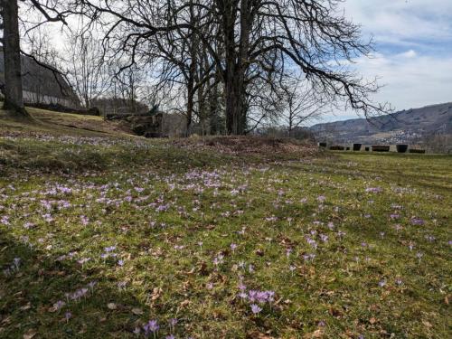 jardin rempli de crocus