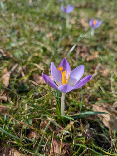 crocus violet