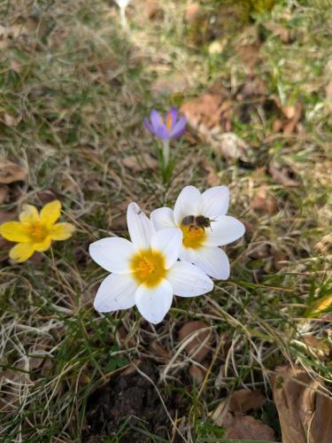 crocus blanc